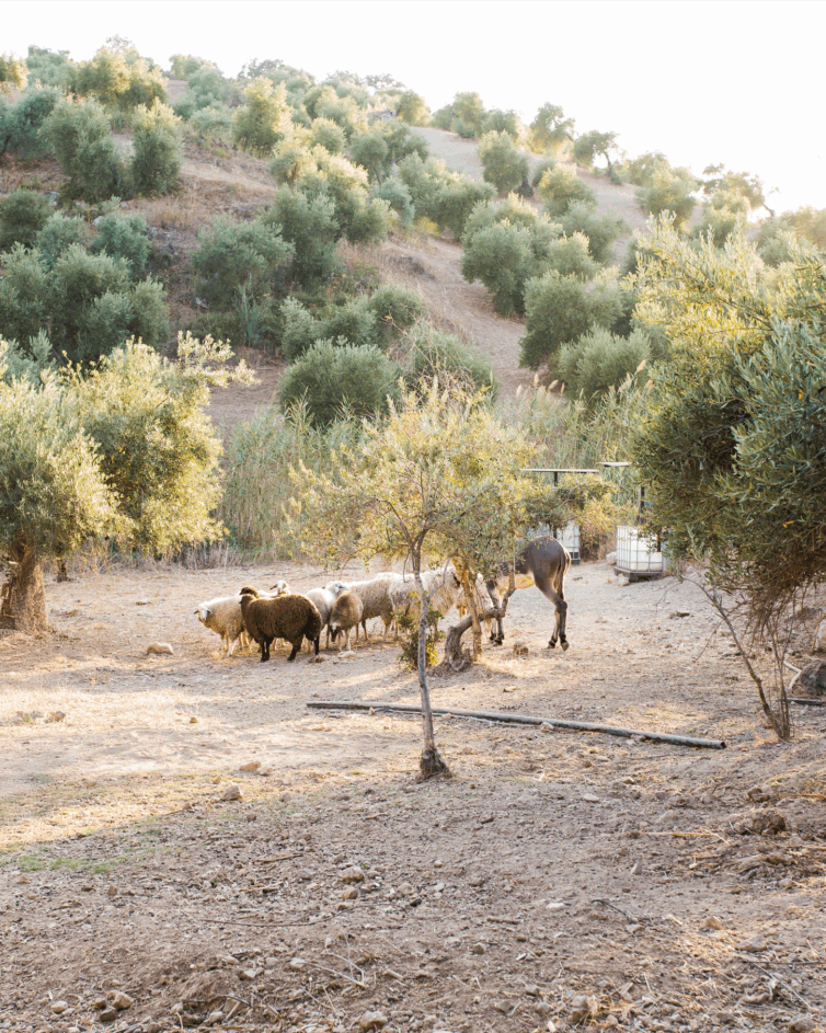 Rural Tourism in Irbid Region Workshop Year: July, 2023